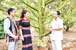 Sản xuất nông-lâm nghiệp thích ứng với biến đổi khí hậu để phát triển bền vững
