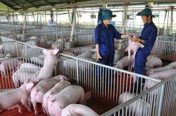 Giá lợn hơi hôm nay 23/10/2024: Ổn định trên toàn quốc