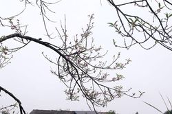 Đào, lê khoe sắc sớm trên bản người Mông xứ Nghệ