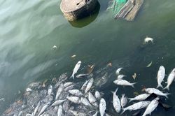 Cá chết nổi trắng, bốc mùi hôi thối quanh hồ Tây