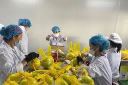 Bưởi Soi Hà đặc sản của Tuyên Quang xuất khẩu sang Vương quốc Anh