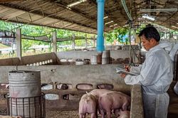 Giá lợn hơi hôm nay 25/10/2024: Tiếp tục giảm về mức 58,000 đồng/kg