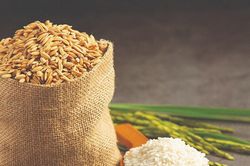 Giá lúa gạo hôm nay 25/10/2024: Giá gạo xuất khẩu giảm mạnh