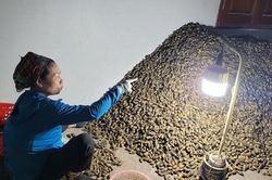 Chỉ làm thời vụ, các cụ già ở Hải Phòng cũng kiếm gần 10 triệu đồng/tháng nhờ việc này