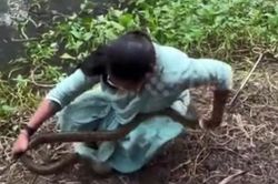 Người phụ nữ dùng tay không bắt rắn hổ mang và hành động bất ngờ phía sau