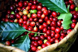 Giá cà phê hôm nay 26/10: tăng trở lại trên cả 2 sàn phiên cuối tuần