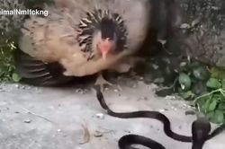 CLIP: Gà mẹ nổi giận, quyết 'xơi tái' cặp rắn hổ mang để bảo vệ đàn con