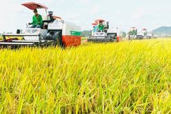 Giá lúa gạo hôm nay 28/10/2024: Giá lúa tăng giảm trái chiều