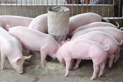 Giá lợn hơi hôm nay 28/10/2024: Tiếp tục giảm nhẹ 1.000 đồng/kg