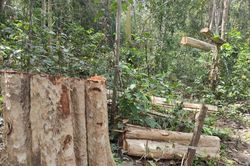 Yêu cầu làm rõ vụ phá rừng trái phép tại huyện Kông Chro