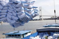 Giá lúa gạo hôm nay 29/10/2024: Duy trì ổn định