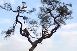 CLIP: Leo cây săn khỉ, báo hoa mai nhận cái kết cực 'đắng'