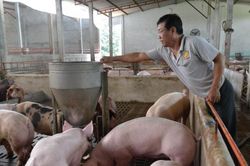 Giá lợn hơi hôm nay 31/10/2024: Ổn định trên toàn quốc