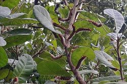 Xuất hiện nhiều sâu róm đỏ gây hại tại thủ phủ điều Bình Phước