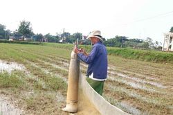 Nông dân Nghệ An giăng lưới, đắp bờ săn 'lộc trời'