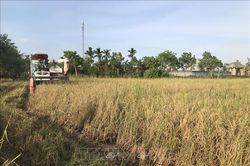 Tích tụ ruộng đất: Không để lãng phí đất, giảm sức cho nông dân