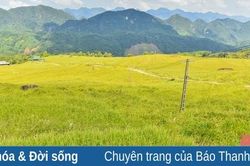 Hương lúa quê nhà