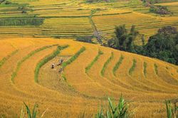 Mùa lúa chín trên những thửa ruộng bậc thang Miền Đồi