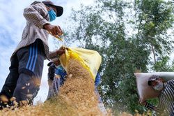 Giá lúa gạo hôm nay 4/11/2024: Thị trường ổn định