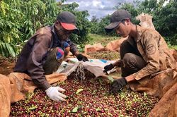Chuyện của người trồng cà phê
