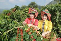 Xây dựng vùng nguyên liệu cho nhà máy chế biến
