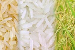 Giá lúa gạo hôm nay 5/11/2024: Giá gạo tăng nhẹ, giá lúa ổn định