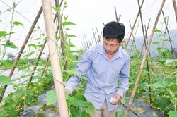 Những lão nông dân tộc Thái 'bắt' bãi hoang 'đẻ' ra tiền