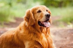 Vì sao con người chọn thuần hóa chó đầu tiên dù từng là kẻ thù không đội trời chung với nhau?