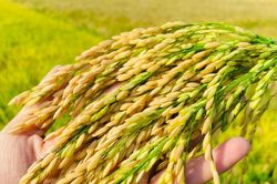 Giá lúa gạo hôm nay 6/11/2024: Giá gạo giảm nhẹ, giá lúa tăng giảm trái chiều