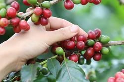 Giá cà phê hôm nay 7/11/2024: Tăng nhẹ 600 đồng/kg
