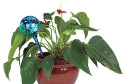 Tuyệt chiêu giúp cây cảnh tự tưới nước khi bạn vắng nhà