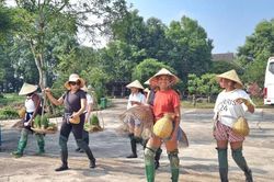 Ngạc nhiên nhìn khách Tây làm phụ hồ, cấy lúa ở Ninh Bình