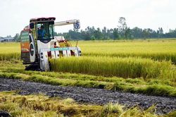 Tín hiệu vui từ lúa chất lượng cao, phát thải thấp