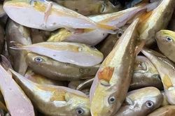 Sở Y tế Nghệ An đề nghị tăng cường phòng chống ngộ độc do cá nóc