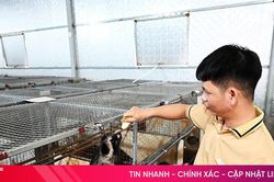 Anh nông dân vùng biên giới quyết làm giàu từ nuôi chồn hương
