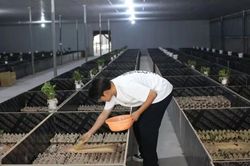 Thành triệu phú nhờ sống chung với sinh vật tí hon kêu inh ỏi cả ngày
