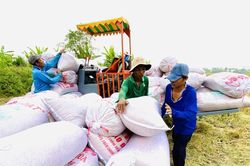 Giá lúa gạo hôm nay 11/11/2024: Giá gạo trong nước tăng 50 đồng/kg