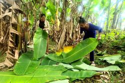 Người dân vùng cao Nghệ An mang chuối rừng về vườn nhà, cho thu nhập quanh năm