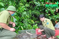 Thả cá thể trăn đất quý hiếm về môi trường tự nhiên