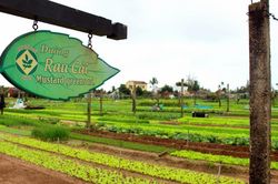 Làng rau Trà Quế - 'Làng du lịch tốt nhất thế giới' năm 2024