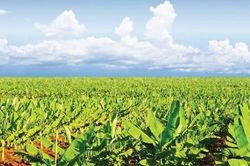 THACO Agri cần tuyển 30.000 nhân sự làm việc tại Việt Nam, Lào, Campuchia