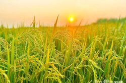 Trên cánh đồng mùa gặt