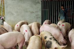 Nghệ An ra chỉ thị phòng, chống bệnh dịch tả lợn châu Phi