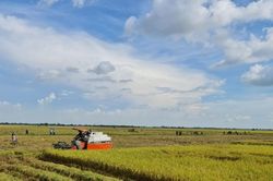 Giá lúa gạo hôm nay 19/11/2024: Giá lúa gạo trong nước và xuất khẩu ổn định