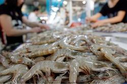 Xuất khẩu tôm năm 2024 có thể đạt mục tiêu 4 tỷ USD