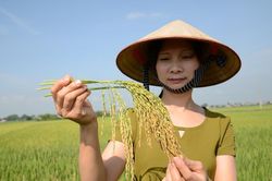 Giá lúa gạo hôm nay 20/11/2024: Giá gạo trong nước tăng nhẹ