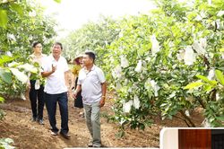Trồng ổi dưới chân núi Tiên ở Nghĩa Đàn, mỗi năm cho thu hoạch gần 200 triệu đồng/ha