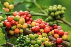Giá cà phê hôm nay 21/11: 2 sàn tăng mạnh, Robusta thêm gần 150 USD/tấn