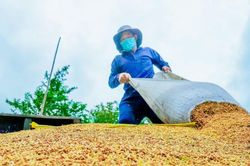 Giá lúa gạo hôm nay 21/11/2024: Giá gạo xuất khẩu giảm mạnh