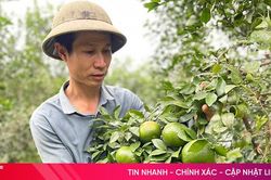 Nông dân Hương Sơn giảm nghèo bền vững từ cây cam bù